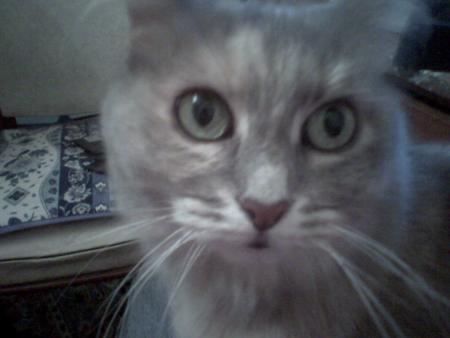 mon chat 
